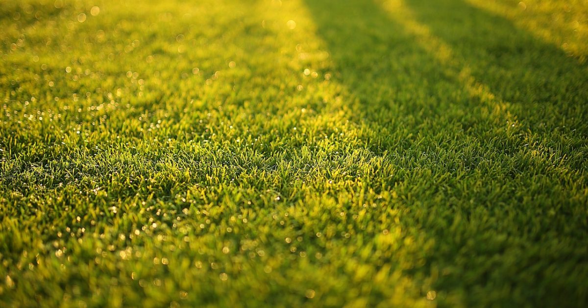 Jak prawidłowo dbać o trawy dekoracyjne?