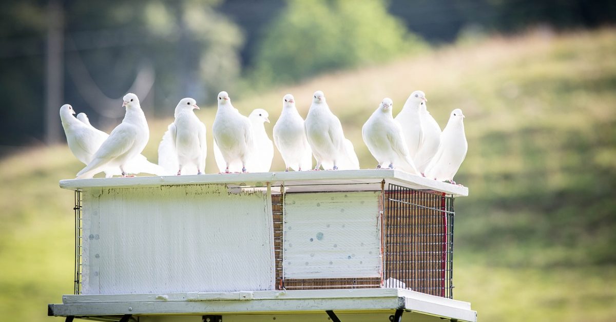 Na co zwrócić uwagę wybierając karmy dla gołębi?