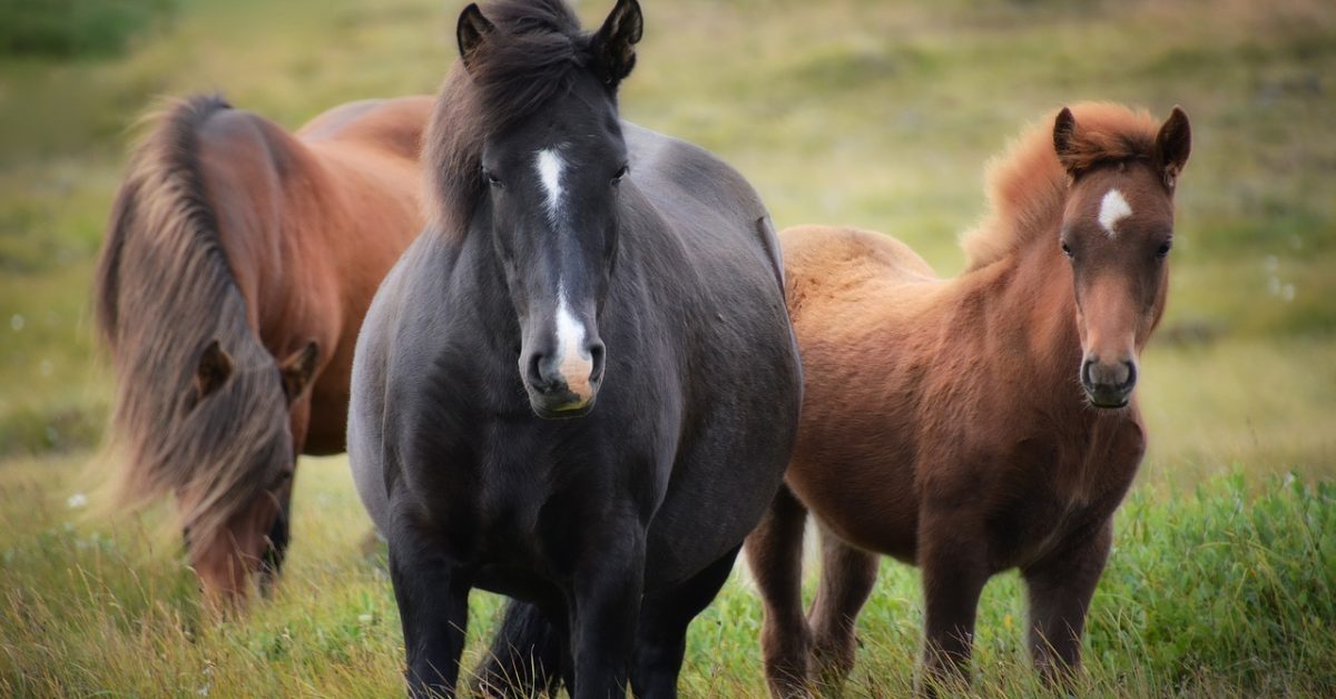 Ekonomiczne ściółki dla koni — jakie są ich zalety?