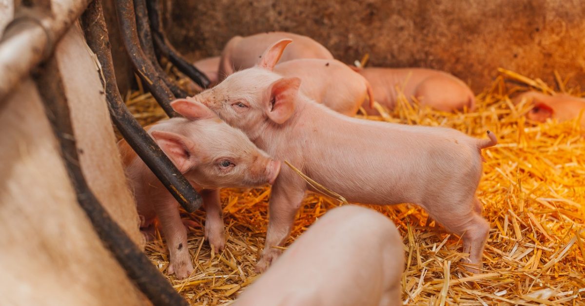 Strategie intensywnego żywienia świń – na czym polega i jak wpływa na zdrowie zwierząt